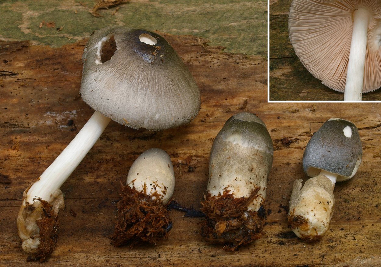 Вольвариелла (Volvariella): шелковистая