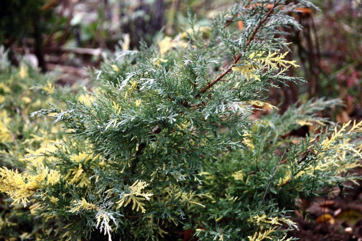 Можжевельник казацкий Кипарисовые