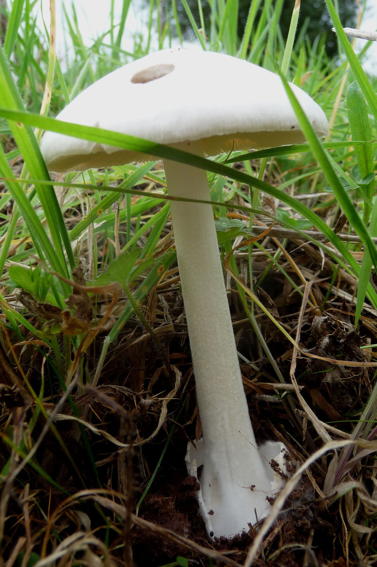 Гриб Volvariella speciosa
