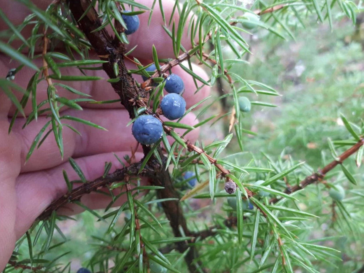 Грибы растущие в можжевельнике