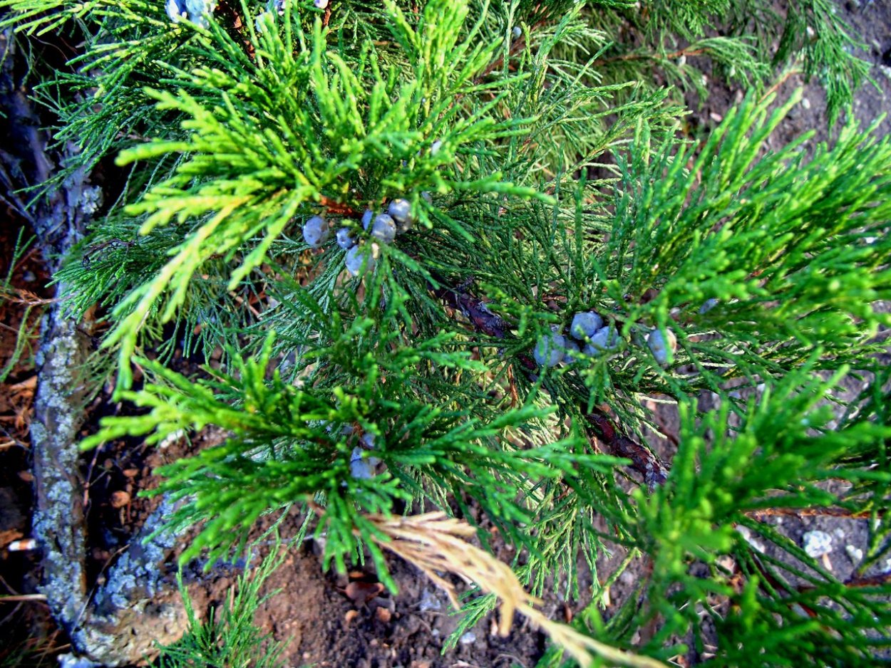 Можжевельник обыкновенный Верес