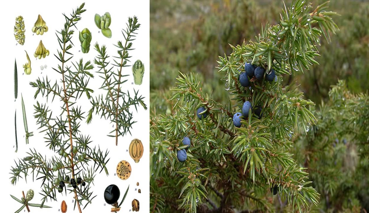 Trendy Conifers можжевельник