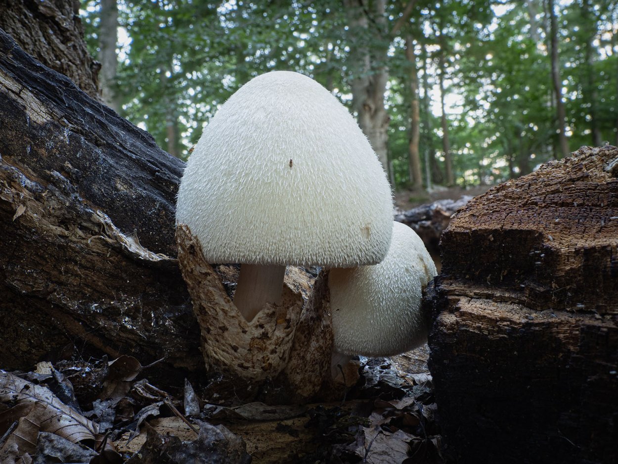 Volvariella bombycina