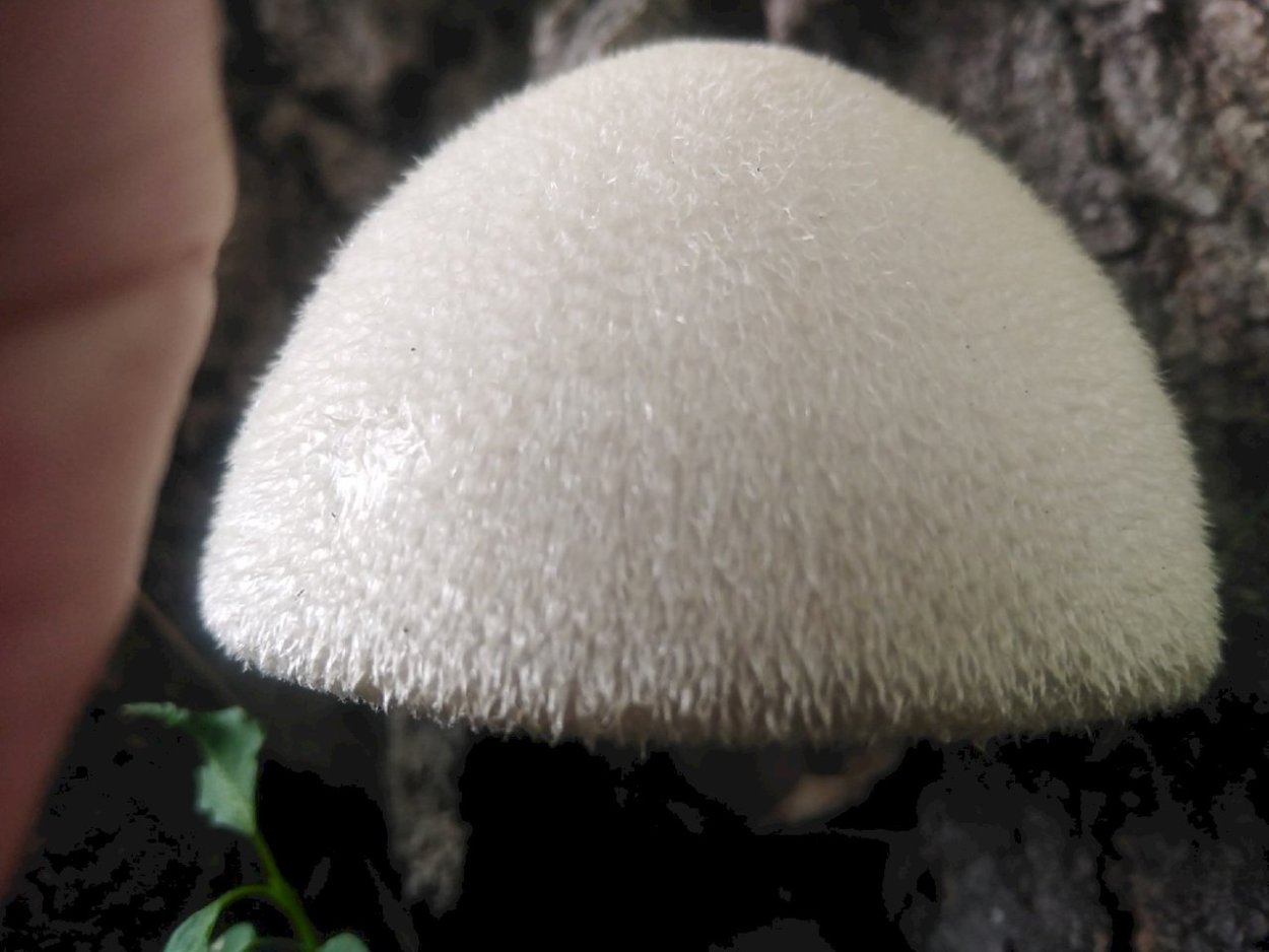 Вольвариелла шелковистая гриб