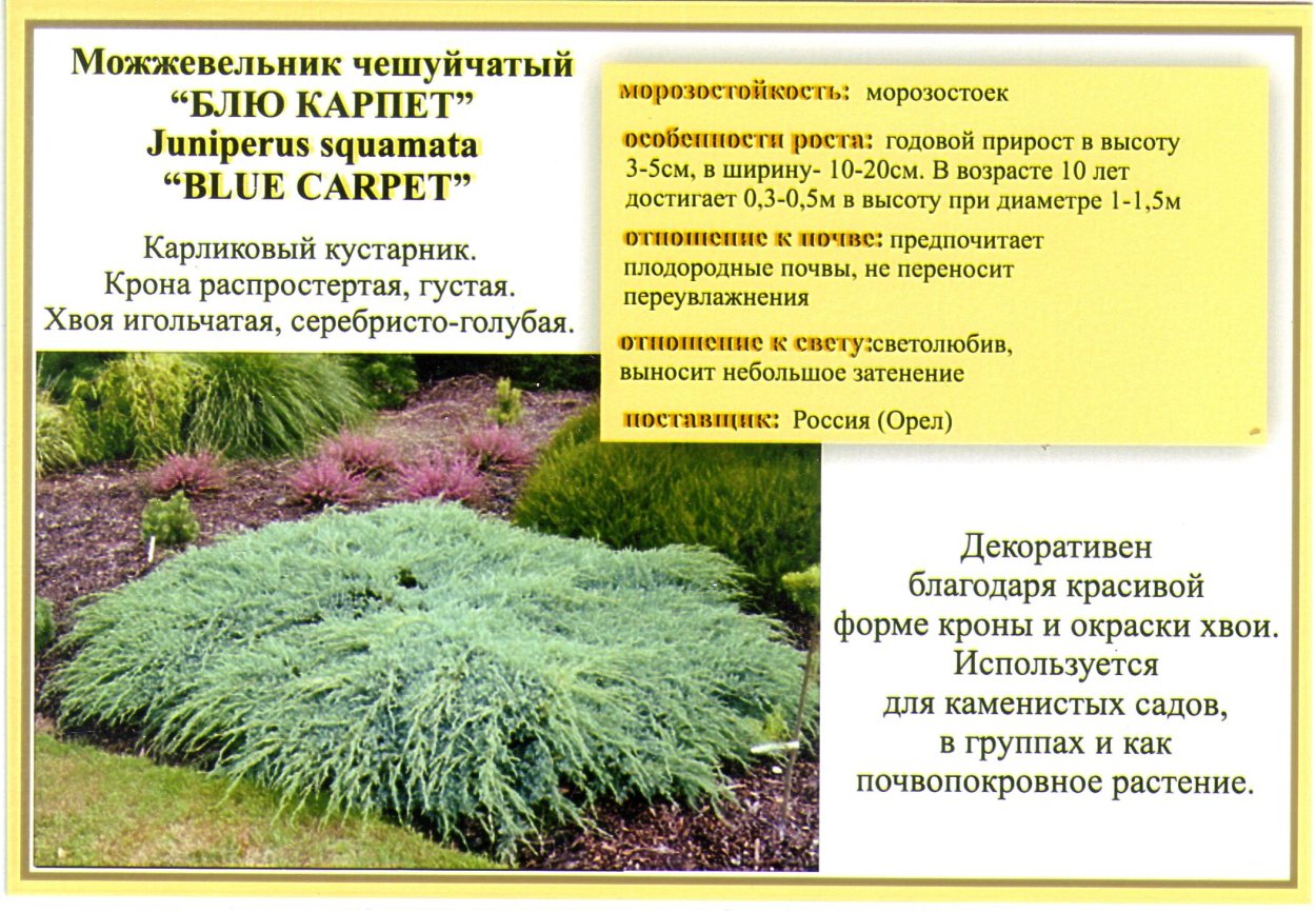 Ягода можжевельника вектор