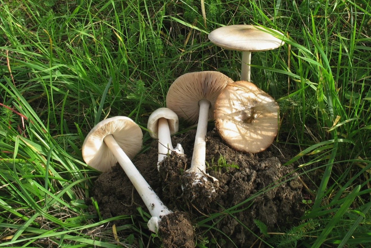 Вольвариелла вязкошляпковая