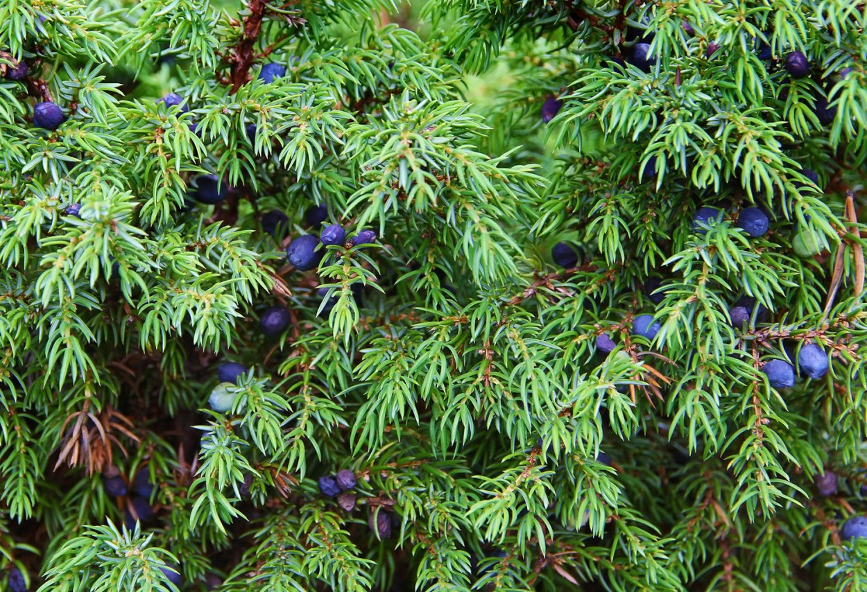 Cupressus sempervirens l. Кипарис вечнозеленый