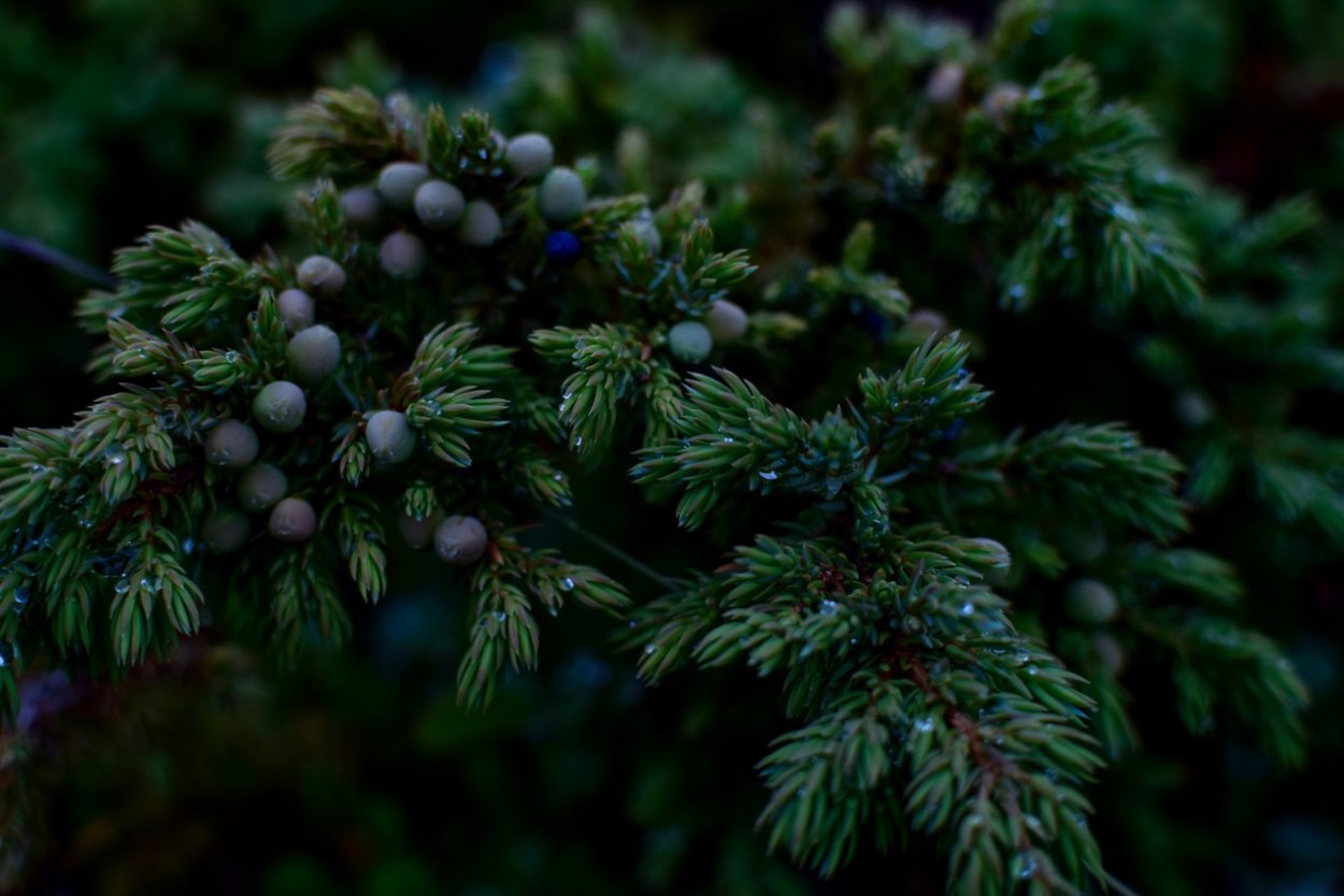 Можжевельник красноплодный