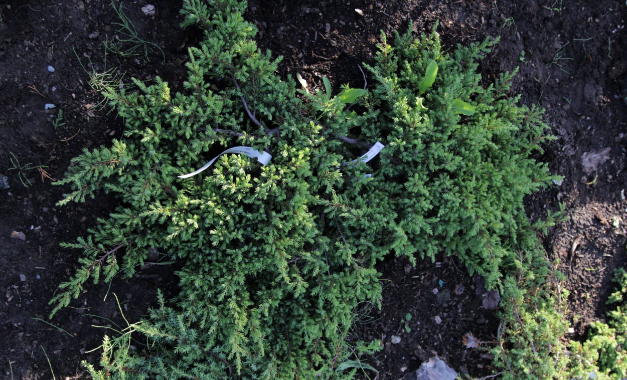 Кипарисовик горохоплодный Boulevard