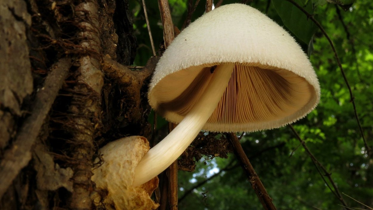 Вольвариелла вольвовая