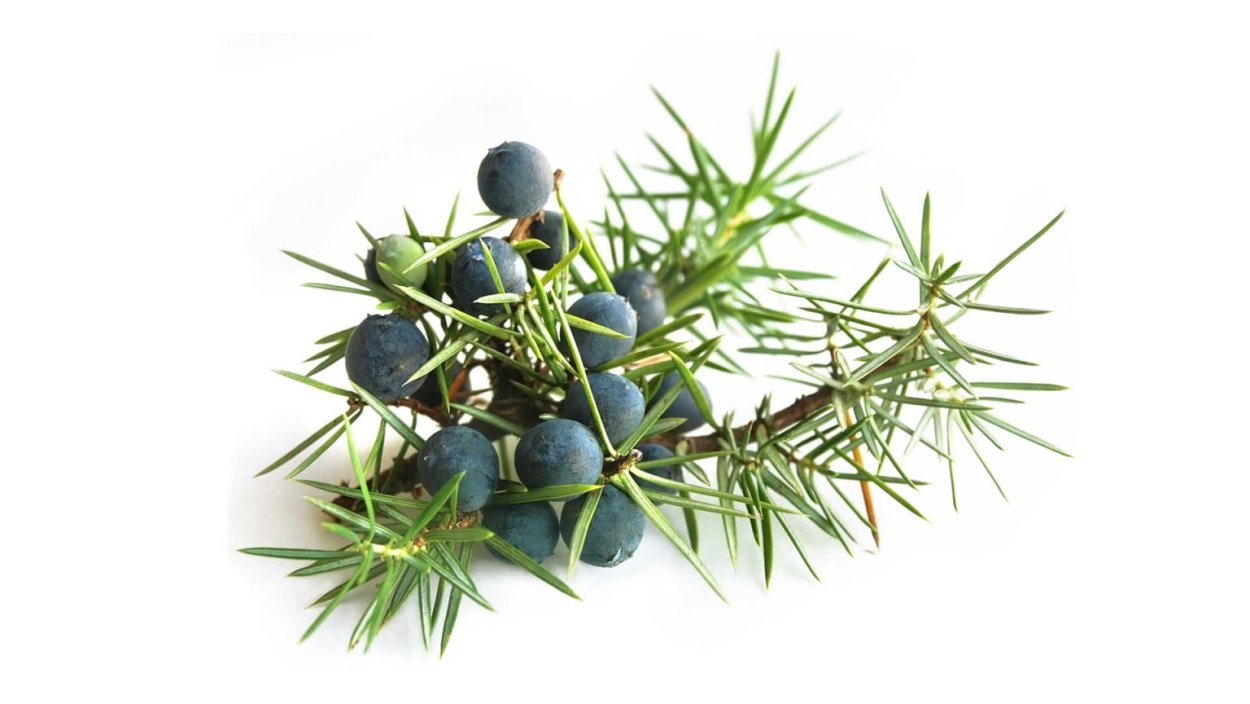 Можжевельник казацкий Шишкоягоды