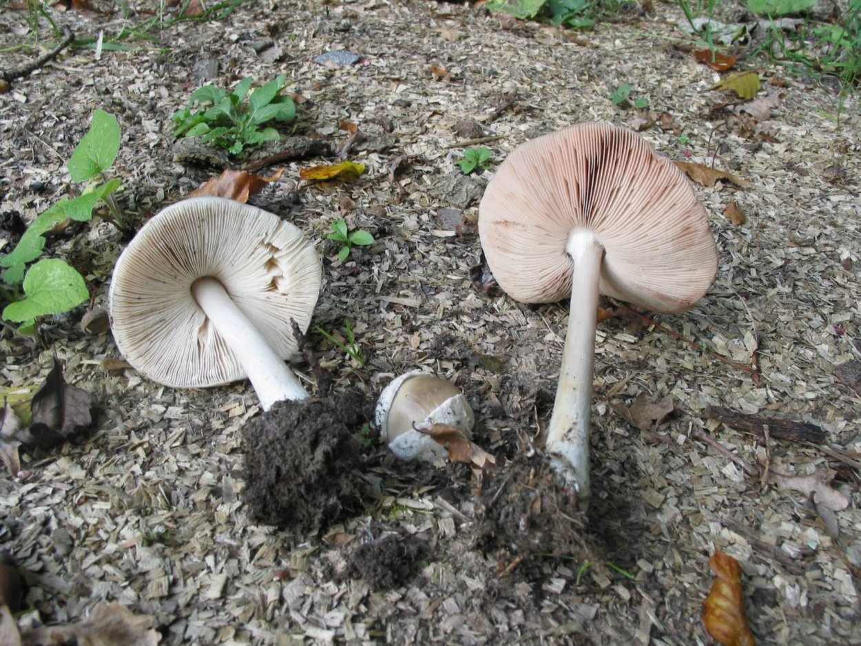 Вольвариелла слизистоголовая