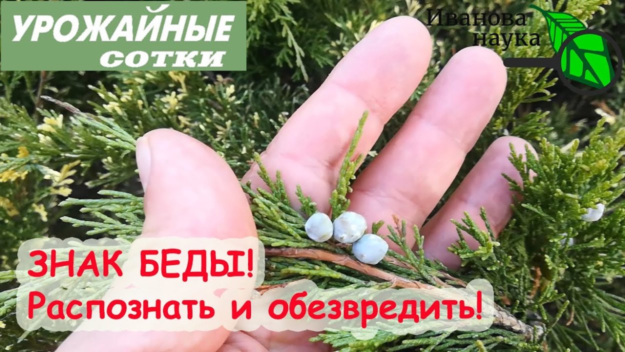 Можжевельник казацкий Шишкоягоды