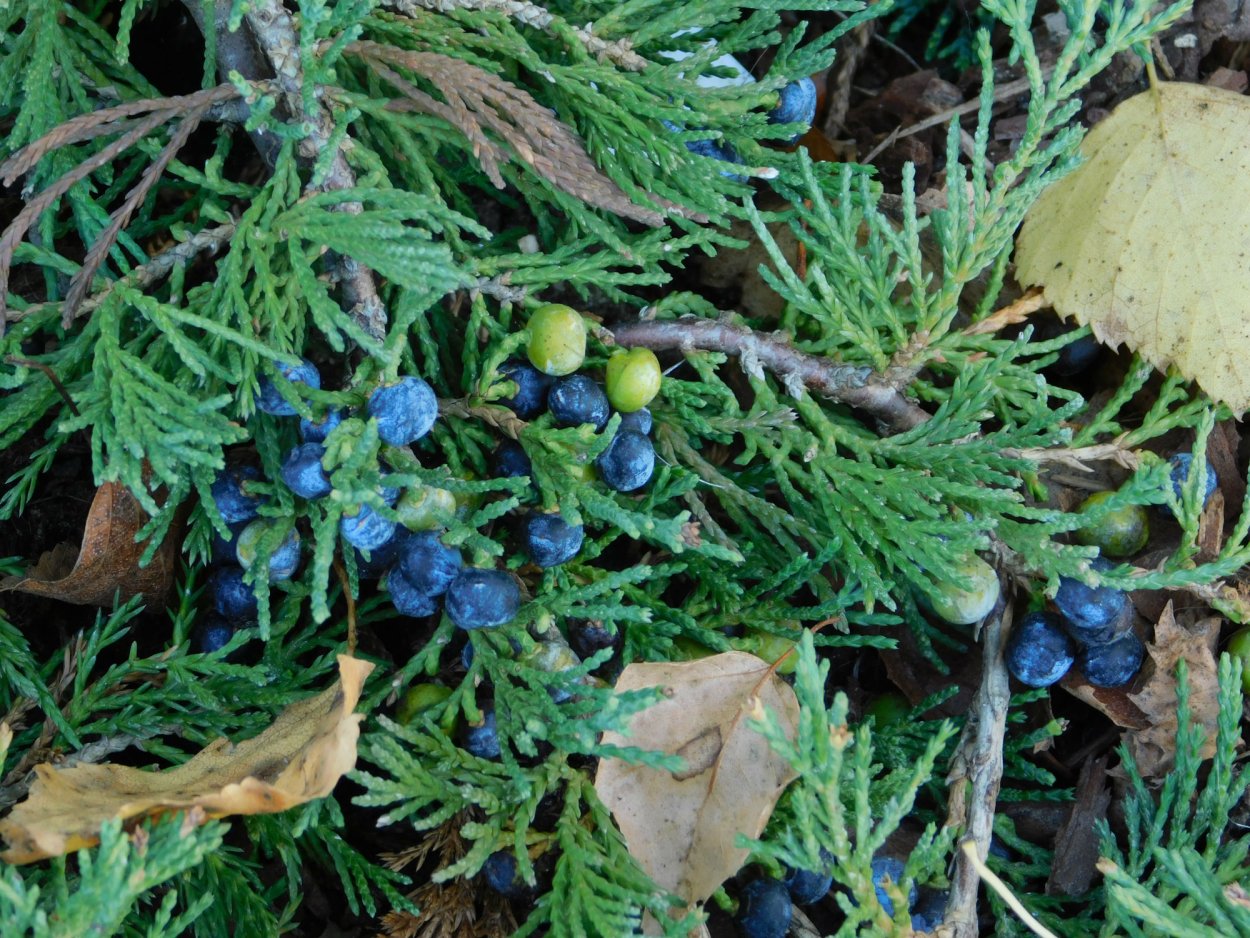 Можжевельник Финикийский