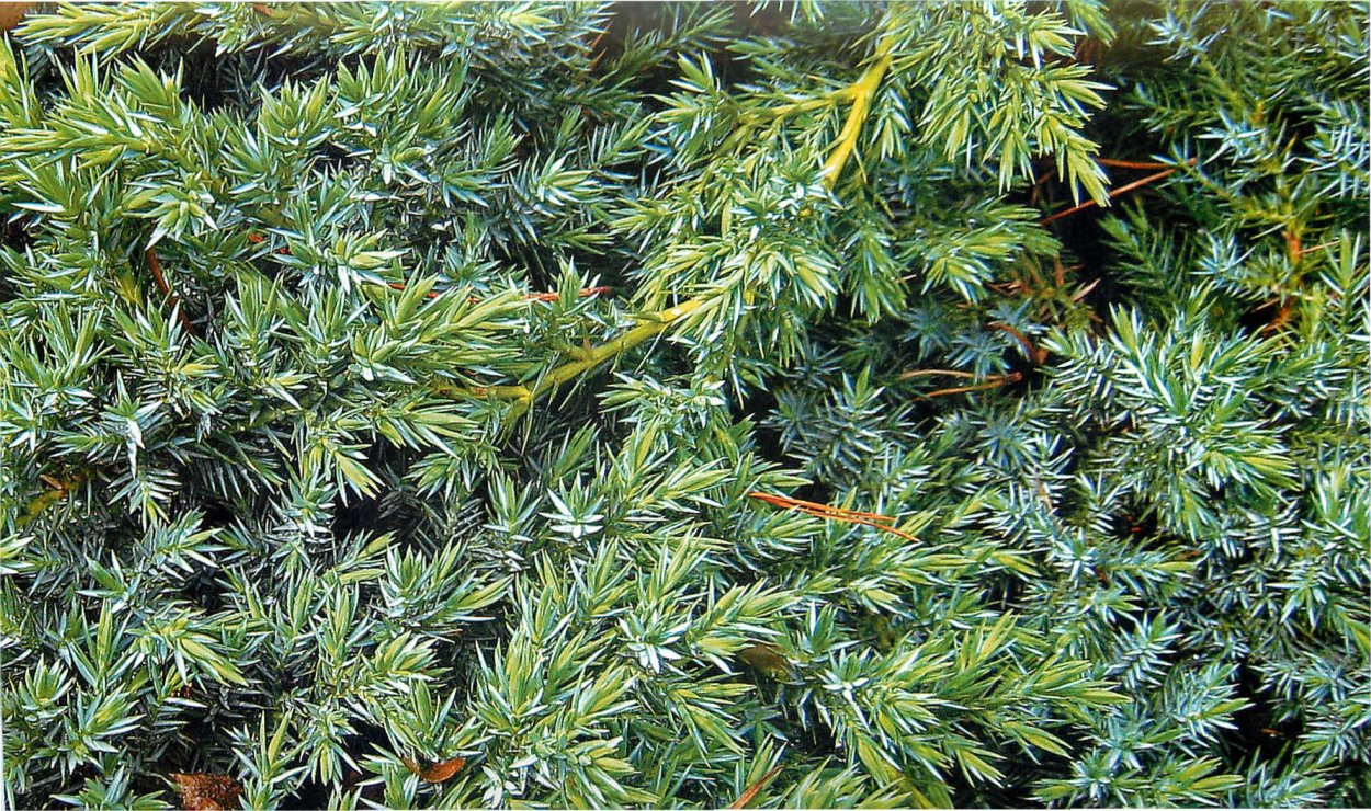 Можжевельник Крымский пахучий