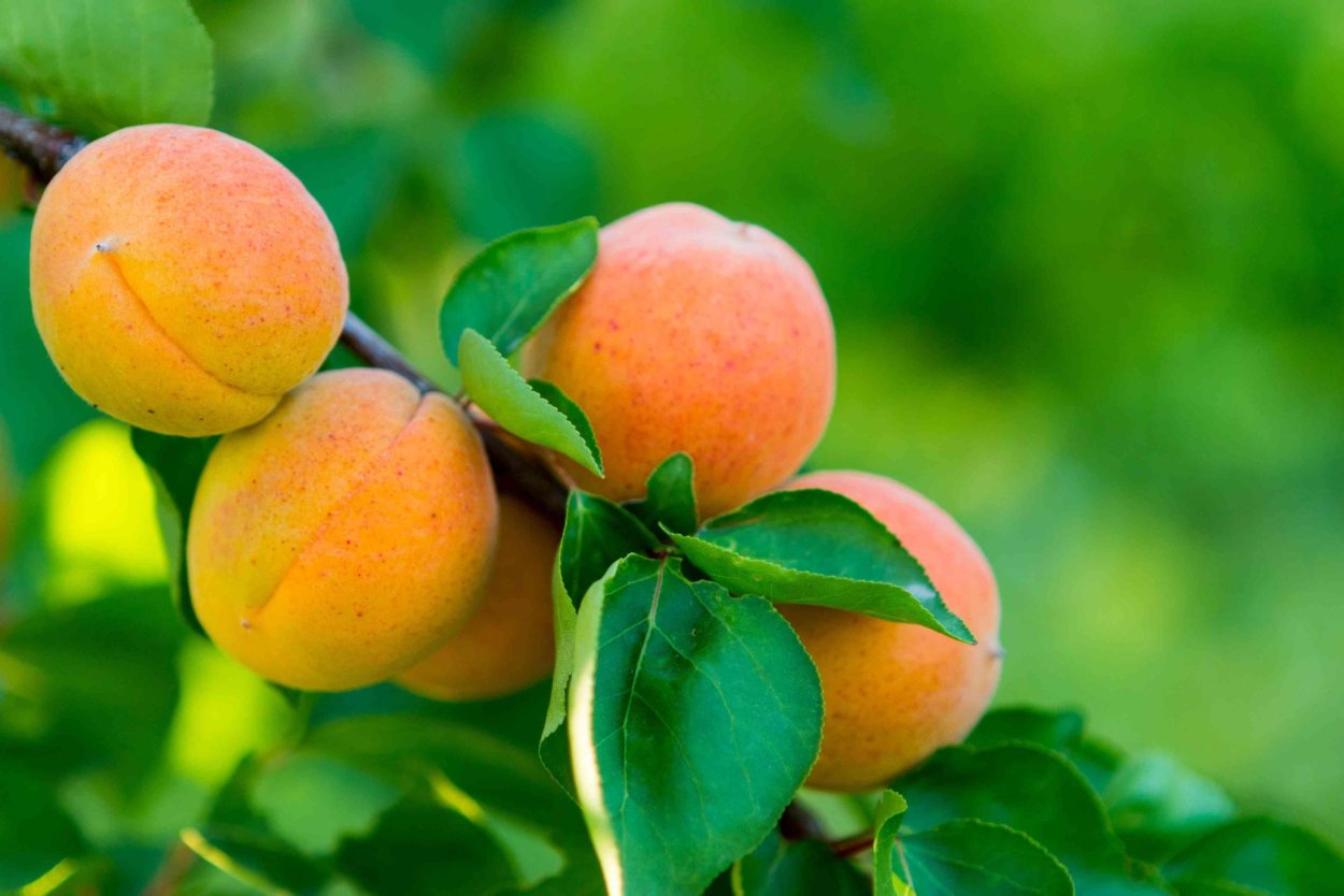 Абрикос колоновидный Голд