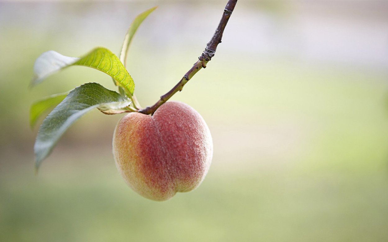 Обои с персиками