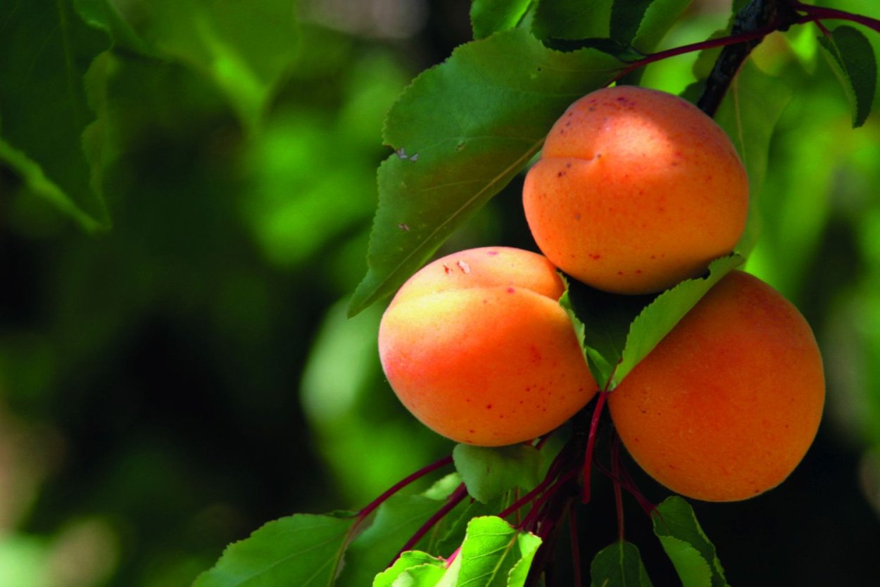 Сорт абрикоса Снежинский