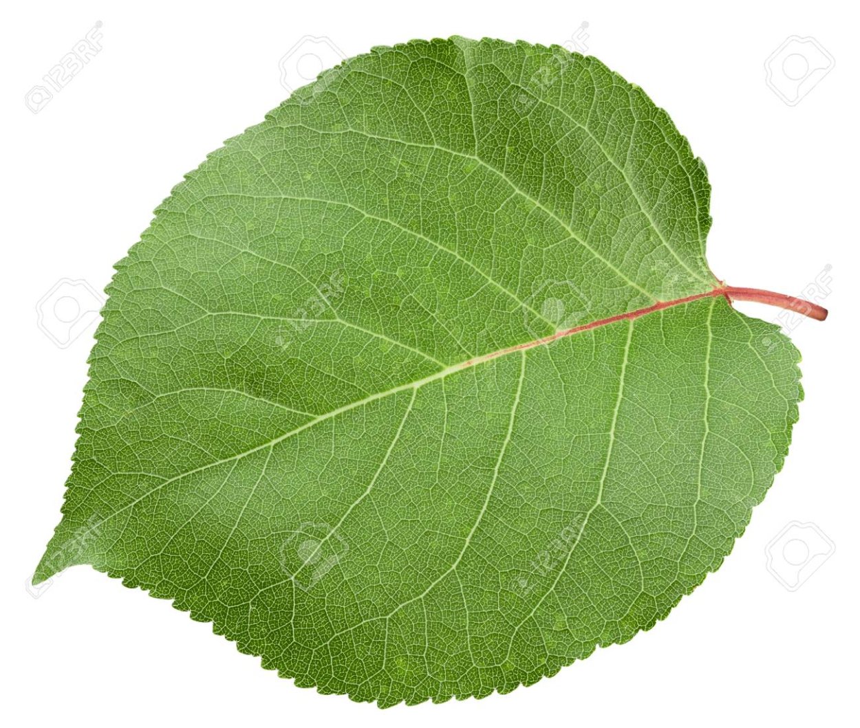 Листья абрикоса на белом фоне