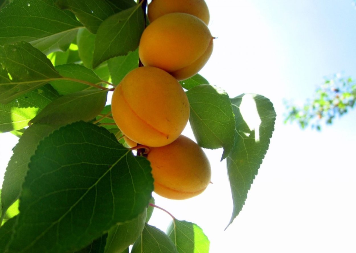 Сорт абрикоса Снежинский