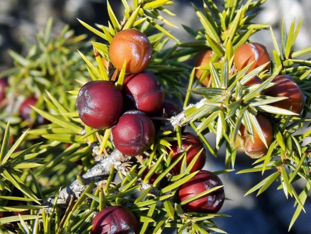 Шишкоягоды можжевельника