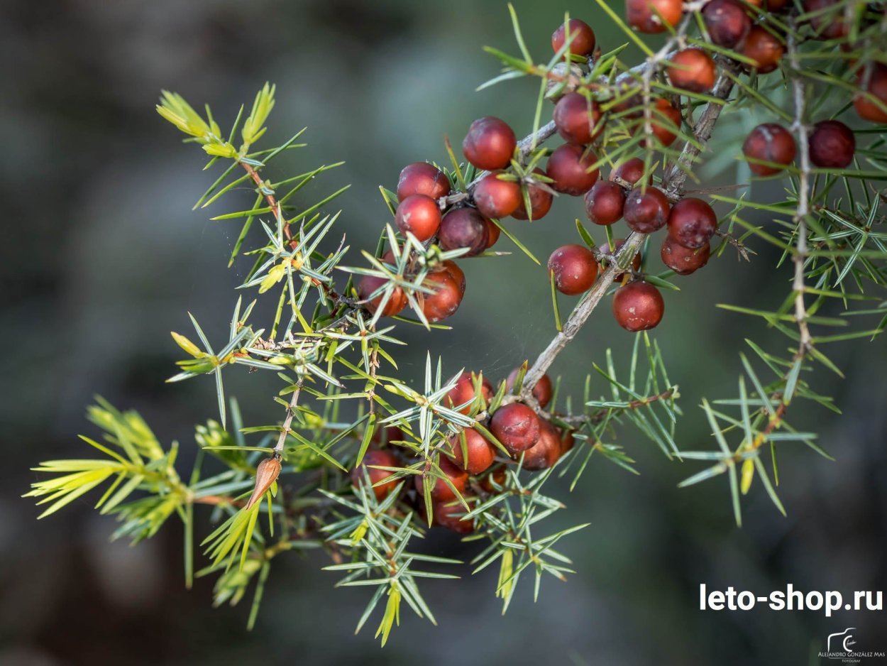 Можжевельник с красными ягодами