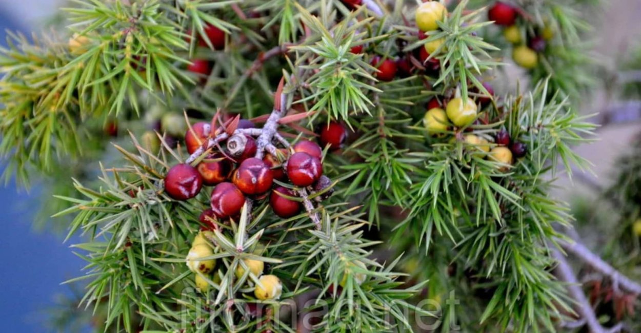 Крымский можжевельник красный
