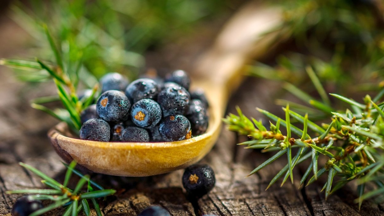 Можжевельник Шишкоягоды красные