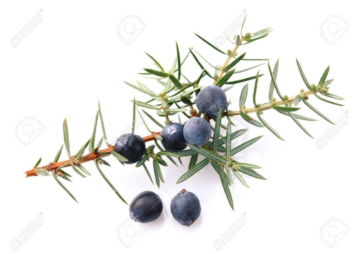 Еловые ветки с красными ягодами