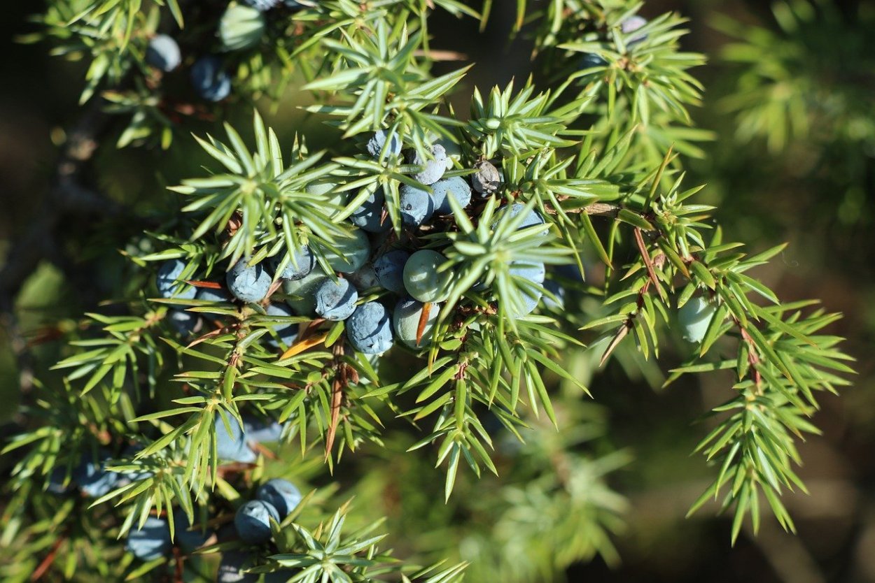 Ягоды можжевельника (Juniperus communis)