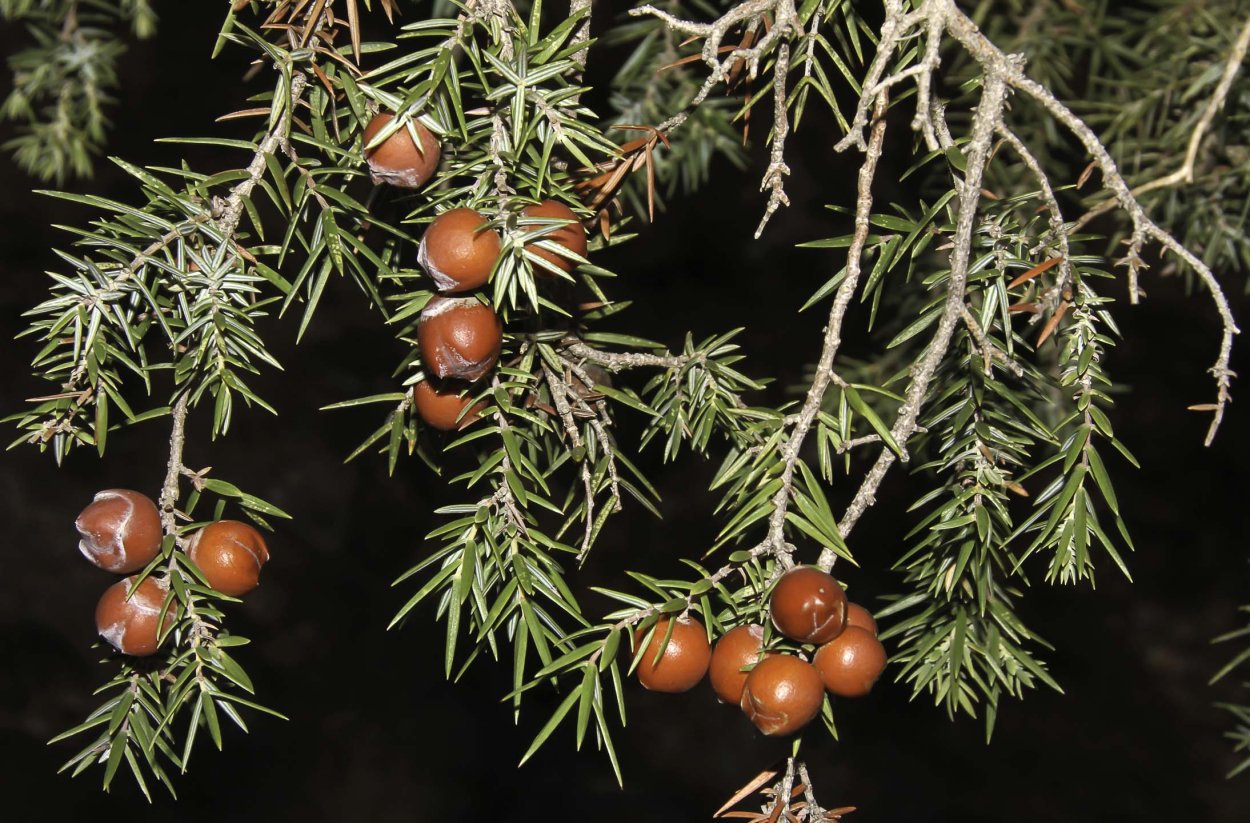 Можжевельник красный (Juniperus oxycedrus)