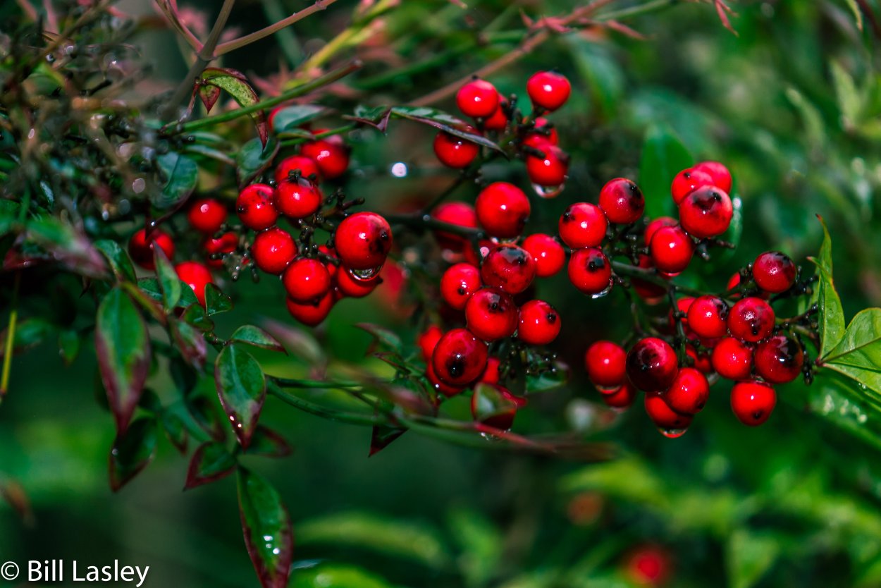 Можжевельник Шишкоягоды красные