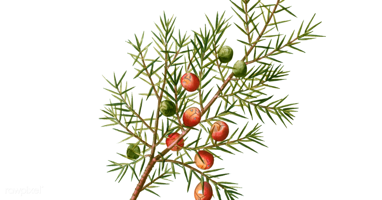 Можжевельник красный (Juniperus oxycedrus)