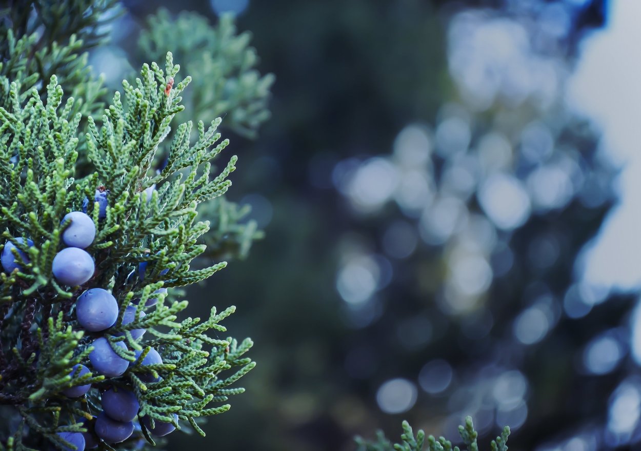 Тис ягодный Taxus baccata