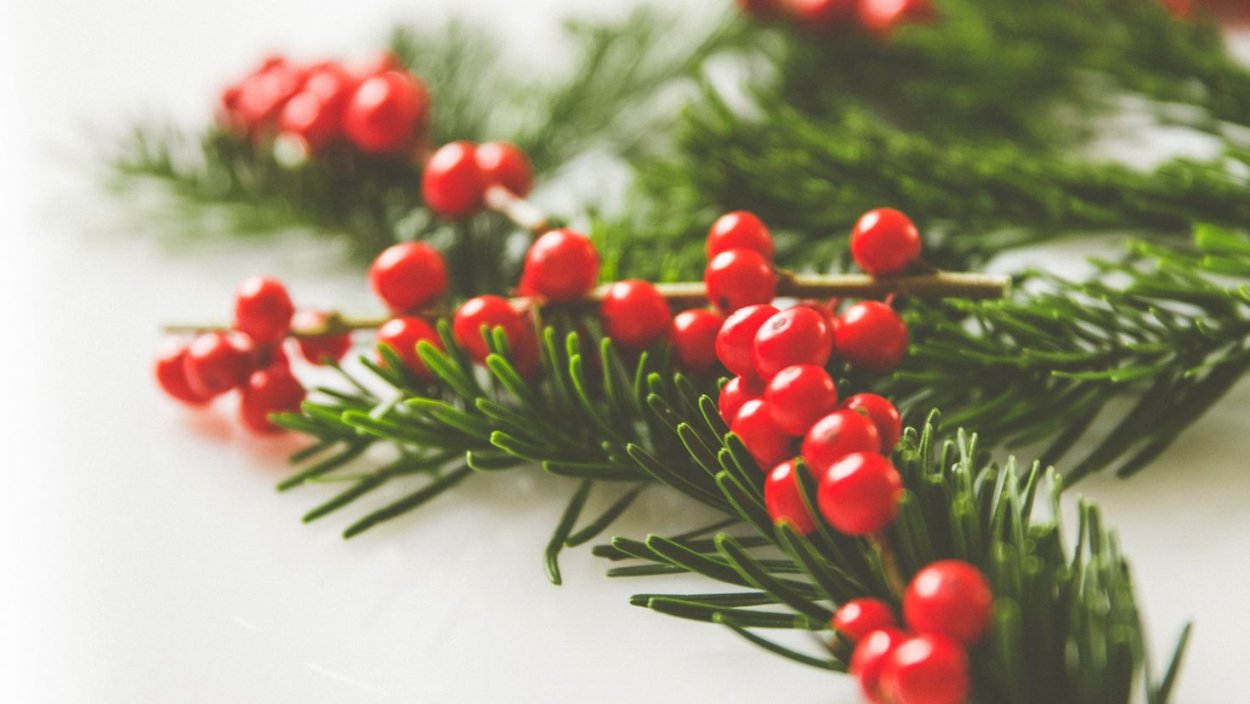 Можжевельник Рождественский