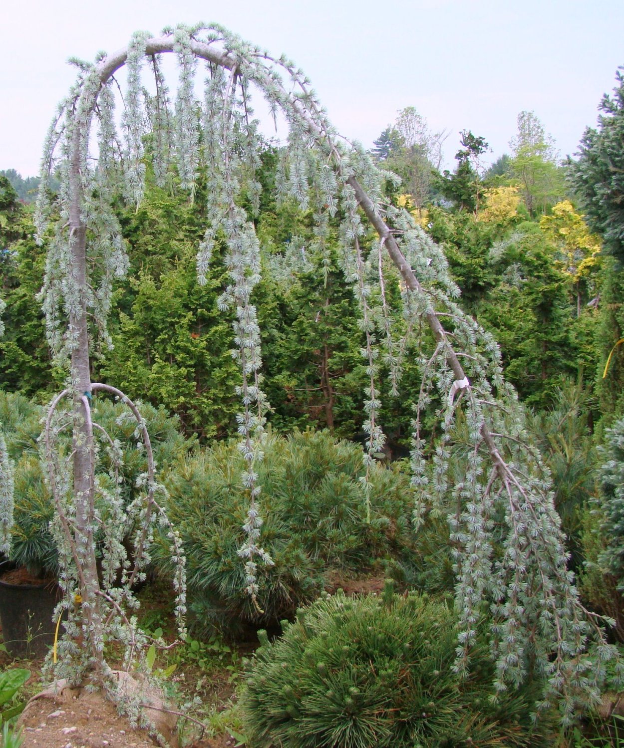 Лиственница европейская Пендула