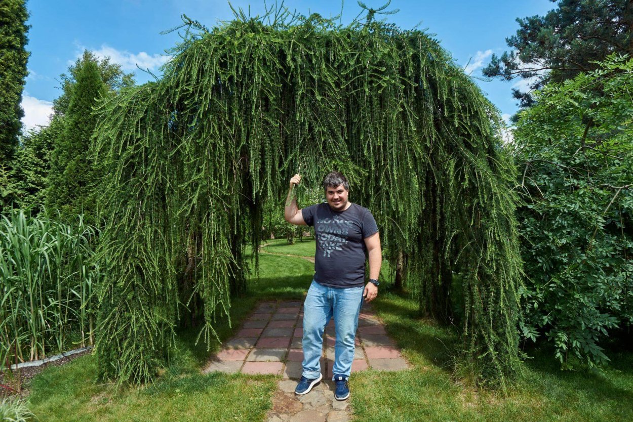 Ель Богемика Пендула