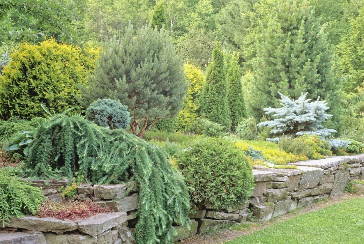 Ель обыкновенная Форманек