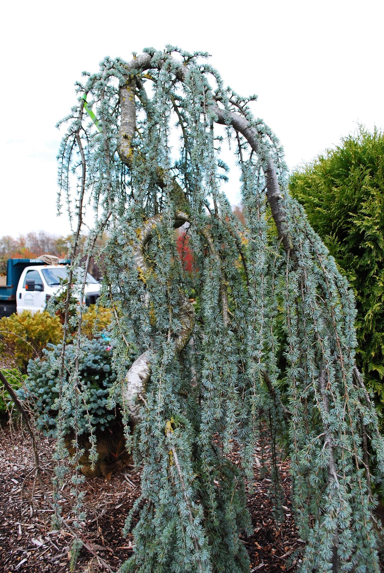 Ель Пендула майор