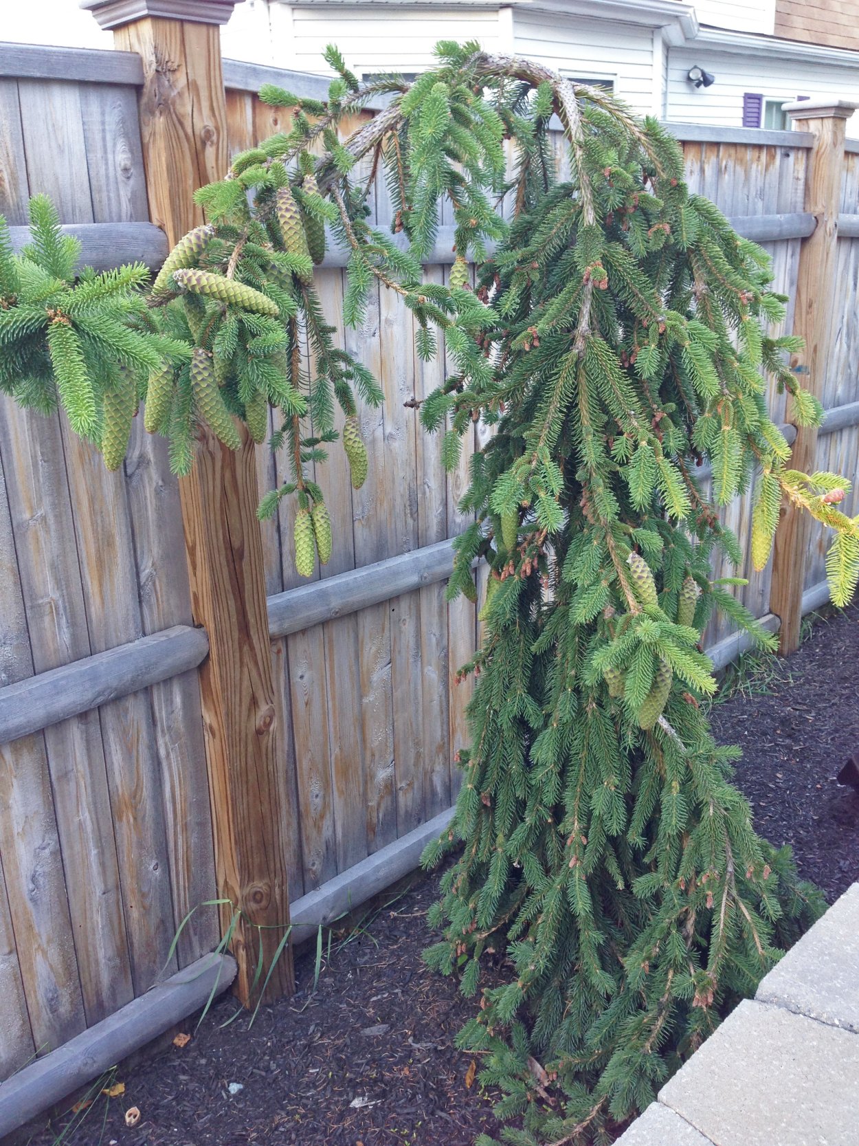 Лиственница европейская Пендула