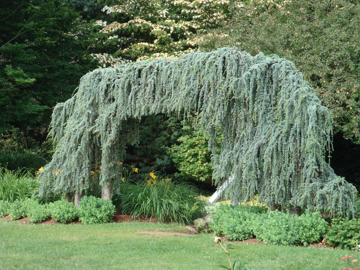 Ель Глаука Пендула