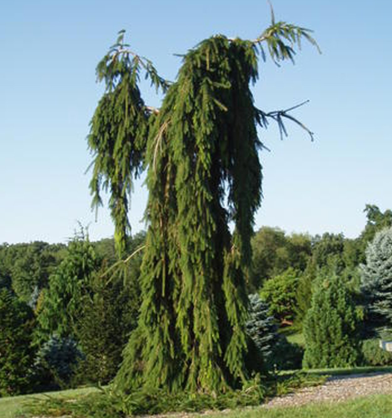 Ель Акрокона