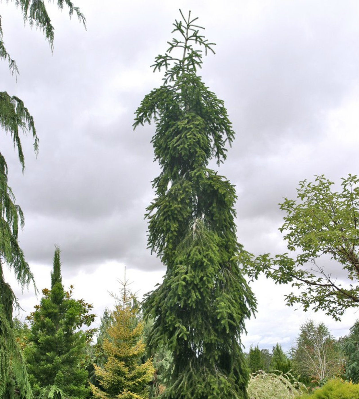 Лиственница Инверса