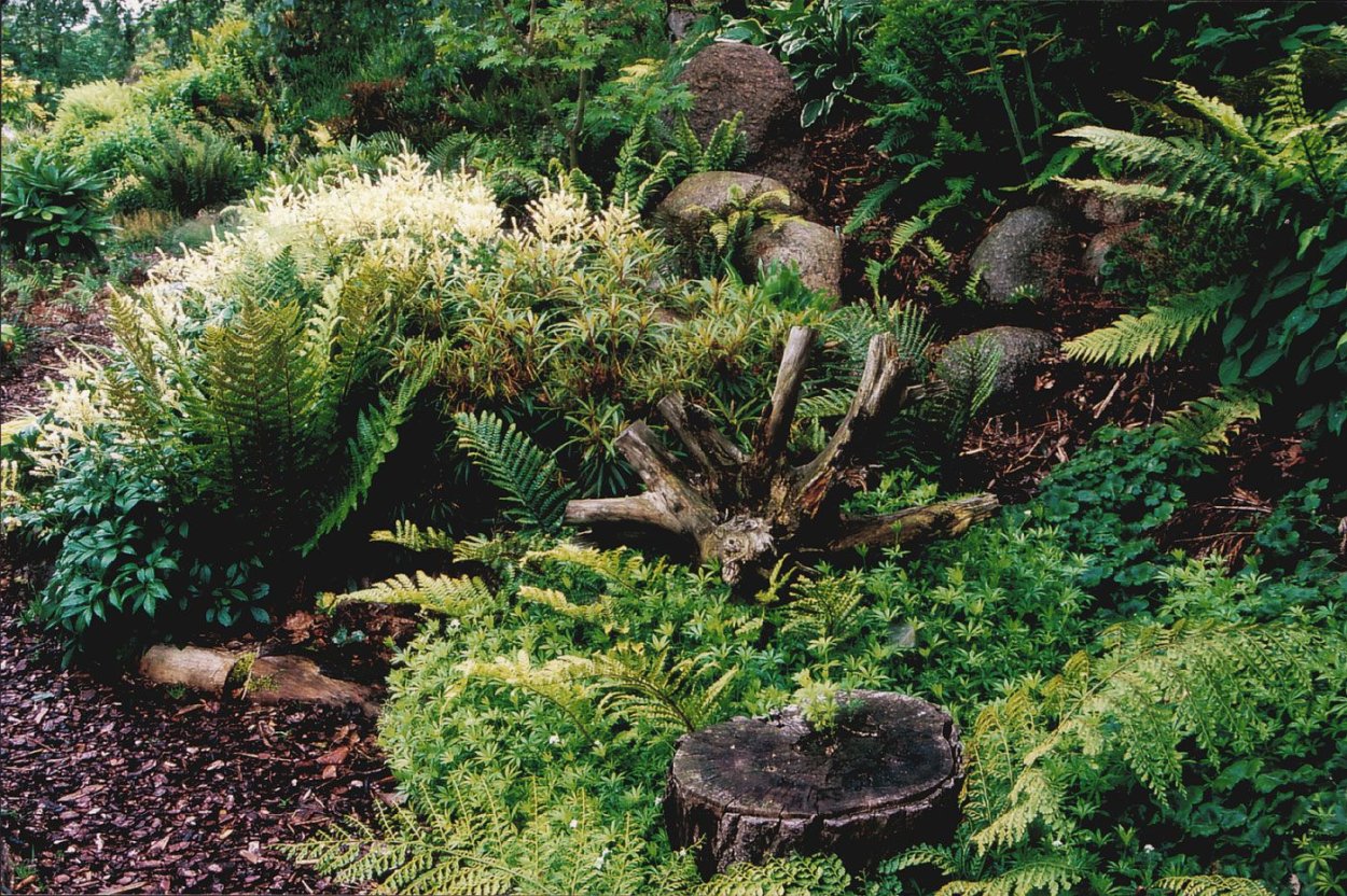 Ландшафт Хоста можжевельник горка