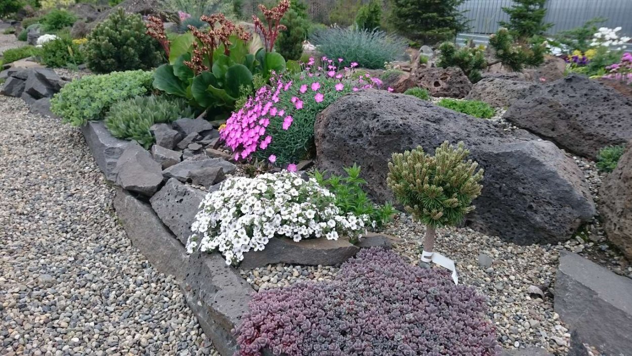 Иберис Александрия Альпийская горка