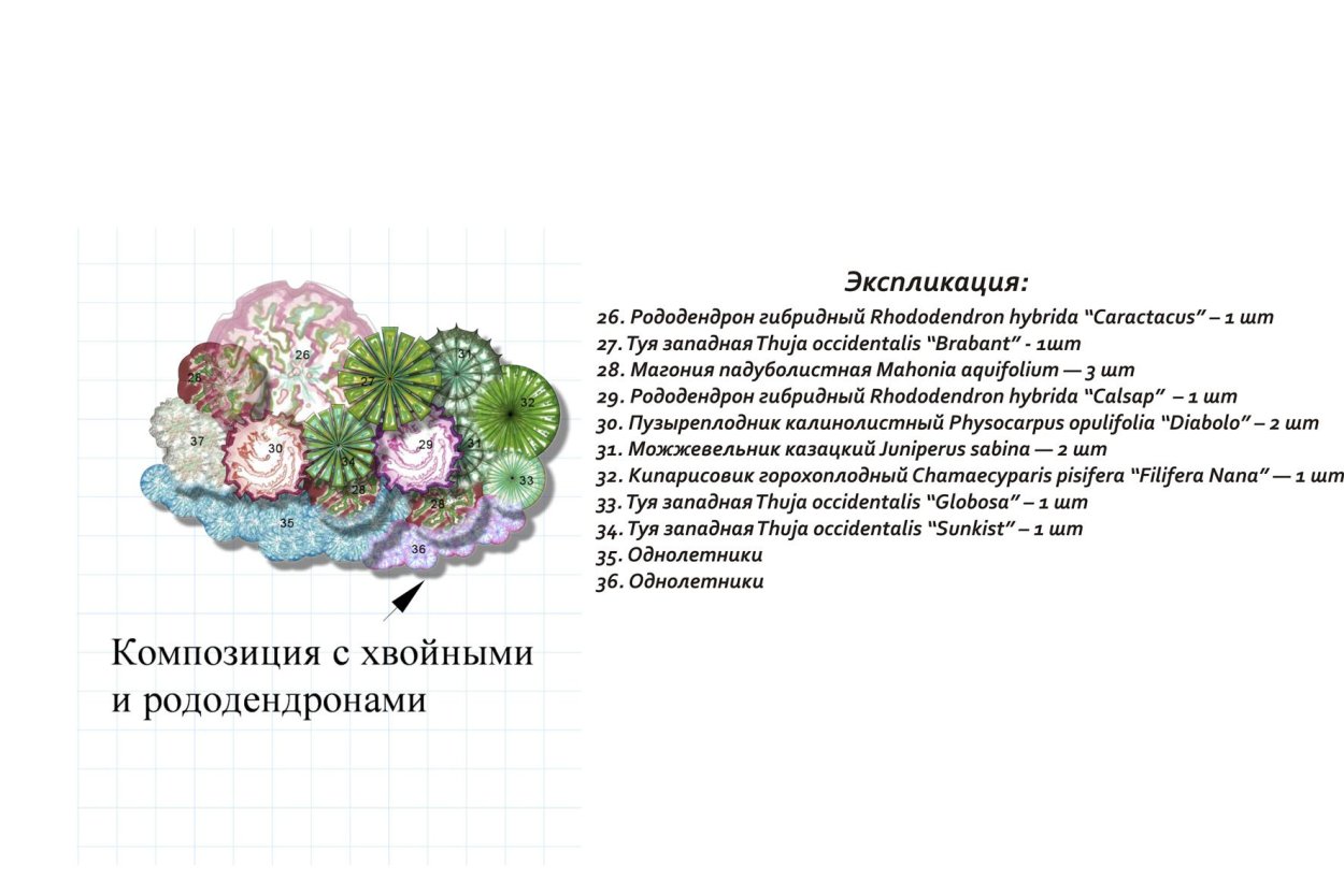 Схема клумбы с рододендронами и хвойниками