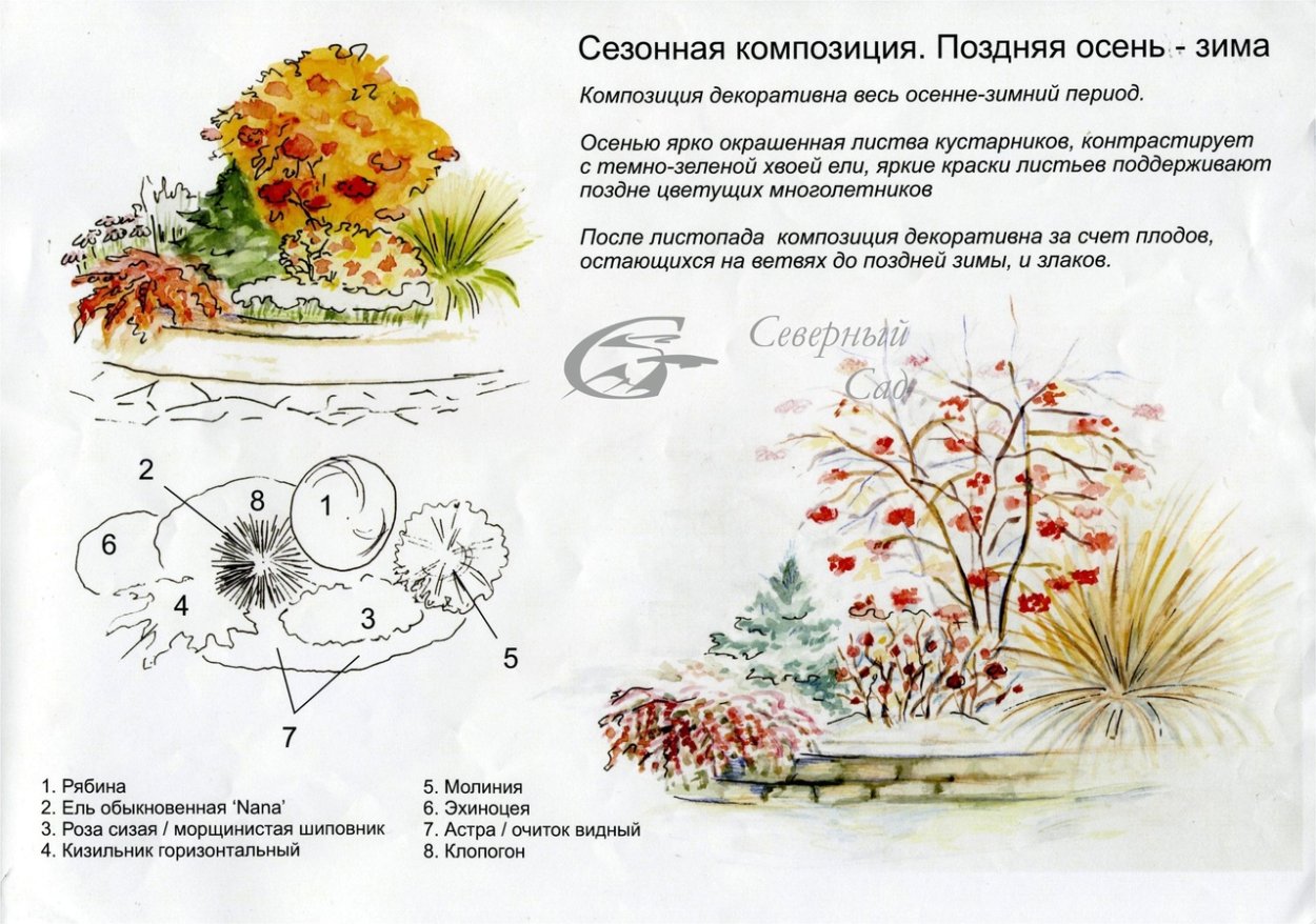Клумба с рябиной схема