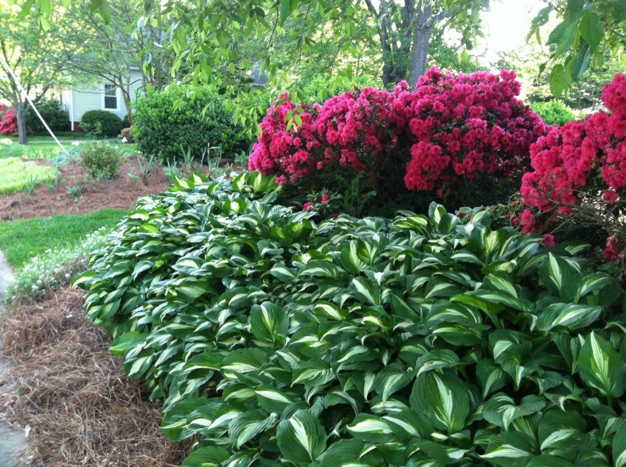 Клумба с флоксами, пионом и хостой