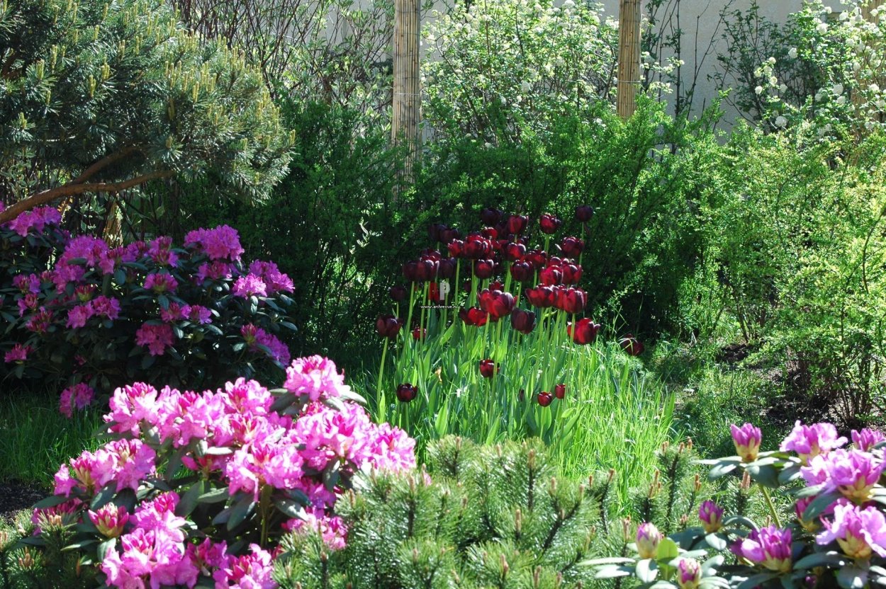 Рододендрон в миксбордере