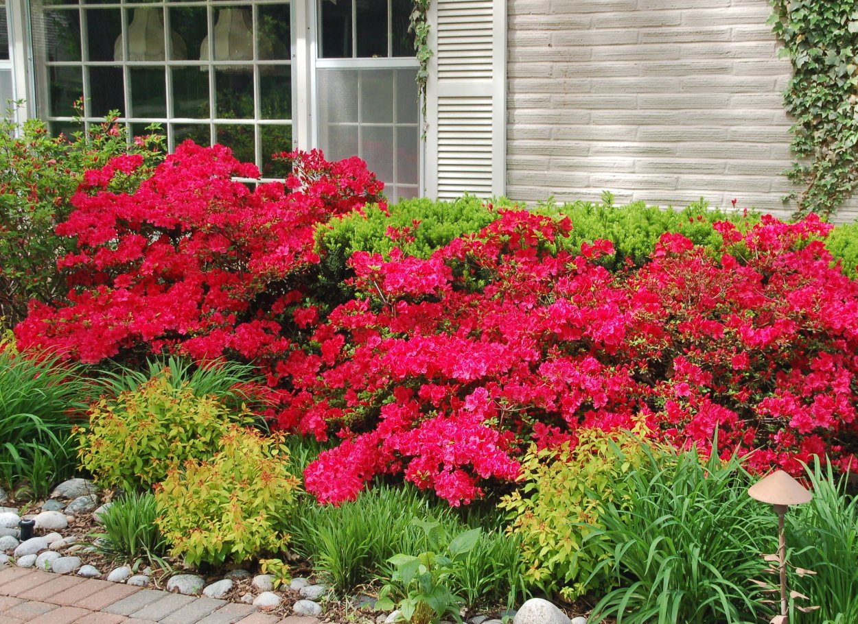 Рододендрон и Азалия клумба